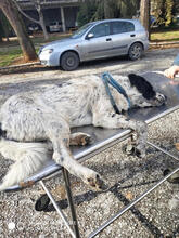 AIAS, Hund, Mischlingshund in Griechenland - Bild 9