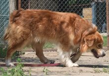 RALPH, Hund, Mischlingshund in Ungarn - Bild 3