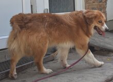 RALPH, Hund, Mischlingshund in Ungarn - Bild 4