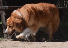 RALPH, Hund, Mischlingshund in Ungarn - Bild 5