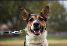 JACK, Hund, Mischlingshund in Russische Föderation - Bild 2