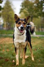 JACK, Hund, Mischlingshund in Russische Föderation - Bild 4