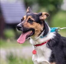 JACK, Hund, Mischlingshund in Russische Föderation - Bild 7