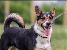 JACK, Hund, Mischlingshund in Russische Föderation - Bild 8