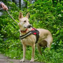 OSIK, Hund, Mischlingshund in Russische Föderation - Bild 6