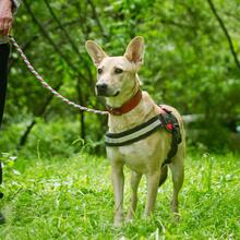 OSIK, Hund, Mischlingshund in Russische Föderation - Bild 7