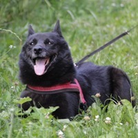 BETTY, Hund, Mischlingshund in Hüllhorst - Bild 1