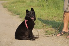 BETTY, Hund, Mischlingshund in Hüllhorst - Bild 2