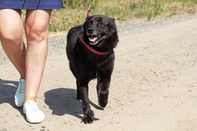 BETTY, Hund, Mischlingshund in Hüllhorst - Bild 3