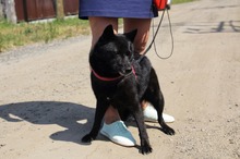 BETTY, Hund, Mischlingshund in Hüllhorst - Bild 4