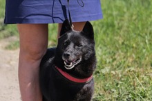 BETTY, Hund, Mischlingshund in Hüllhorst - Bild 5