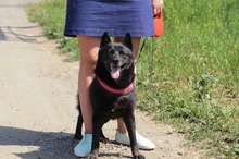 BETTY, Hund, Mischlingshund in Hüllhorst - Bild 6