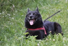 BETTY, Hund, Mischlingshund in Hüllhorst - Bild 7
