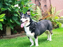 LILLY, Hund, Mischlingshund in Neuss - Bild 1