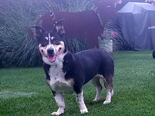 LILLY, Hund, Mischlingshund in Neuss - Bild 3