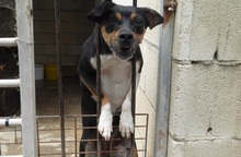 FIONA, Hund, Mischlingshund in Spanien - Bild 4