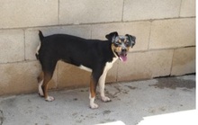 FIONA, Hund, Mischlingshund in Spanien - Bild 7