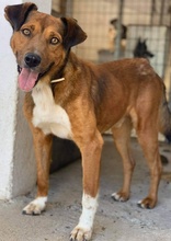 ISSAC, Hund, Mischlingshund in Griechenland - Bild 2