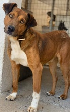 ISSAC, Hund, Mischlingshund in Griechenland - Bild 4
