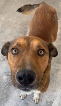 ISSAC, Hund, Mischlingshund in Griechenland - Bild 5