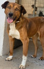 ISSAC, Hund, Mischlingshund in Griechenland - Bild 6