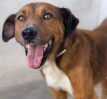 ISSAC, Hund, Mischlingshund in Griechenland - Bild 7