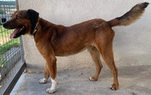 ISSAC, Hund, Mischlingshund in Griechenland - Bild 8