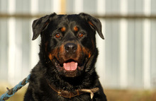 BLACKY, Hund, Rottweiler in Neuhausen - Bild 1