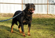 BLACKY, Hund, Rottweiler in Neuhausen - Bild 2