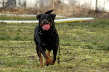 BLACKY, Hund, Rottweiler in Neuhausen - Bild 3