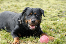 BLACKY, Hund, Rottweiler in Neuhausen - Bild 4