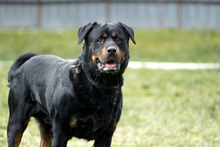 BLACKY, Hund, Rottweiler in Neuhausen - Bild 5