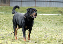 BLACKY, Hund, Rottweiler in Neuhausen - Bild 6