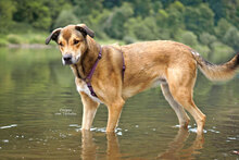 COOPER, Hund, Mischlingshund in Bad Karlshafen - Bild 4