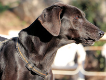 AGOSTINO, Hund, Mischlingshund in Italien - Bild 11