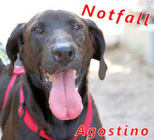 AGOSTINO, Hund, Mischlingshund in Italien - Bild 14