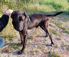 AGOSTINO, Hund, Mischlingshund in Italien - Bild 16