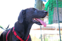 AGOSTINO, Hund, Mischlingshund in Italien - Bild 19