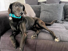 AGOSTINO, Hund, Mischlingshund in Italien - Bild 2