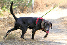 AGOSTINO, Hund, Mischlingshund in Italien - Bild 20
