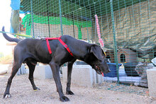 AGOSTINO, Hund, Mischlingshund in Italien - Bild 21
