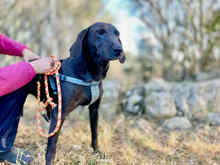 AGOSTINO, Hund, Mischlingshund in Italien - Bild 8
