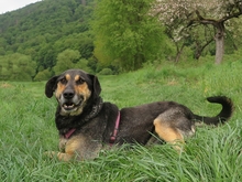YAGO, Hund, Mischlingshund in Bad Karlshafen - Bild 2