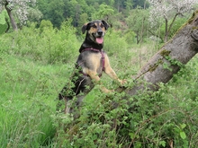 YAGO, Hund, Mischlingshund in Bad Karlshafen - Bild 3