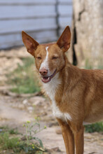 KENZO, Hund, Podenco in Spanien - Bild 1