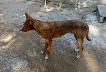 KENZO, Hund, Podenco in Spanien - Bild 4