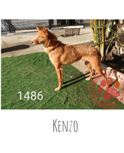 KENZO, Hund, Podenco in Spanien - Bild 5