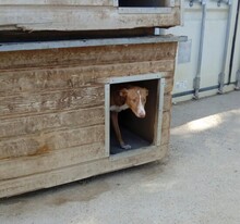 KENZO, Hund, Podenco in Spanien - Bild 7