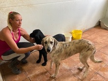 KIM, Hund, Mischlingshund in Spanien - Bild 2