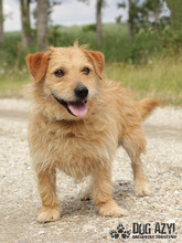 JOSHI, Hund, Jack Russell Terrier-Mix in Slowakische Republik - Bild 2